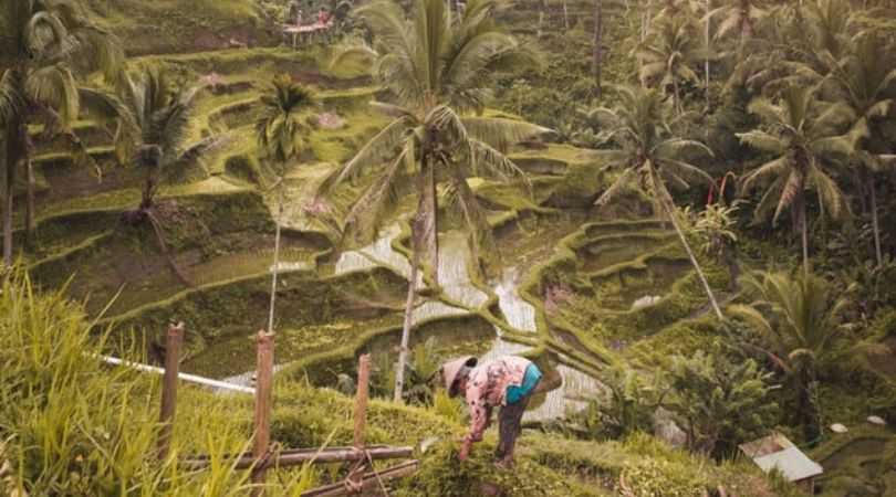 tegalalang rice fields