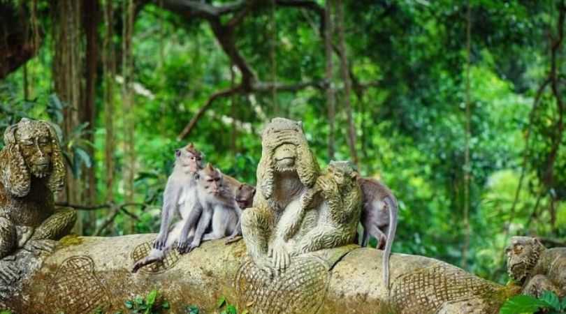 ubud monkey forest