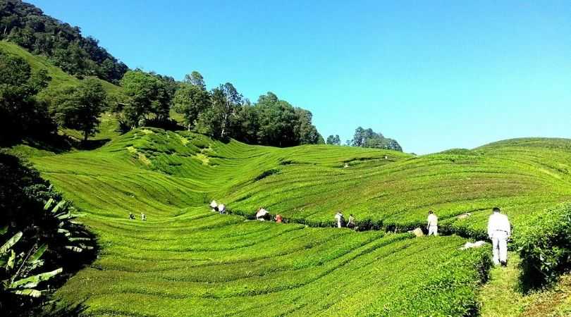 Cameron Highlands - Malaysia
