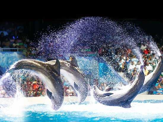 Dubai Dolphinarium