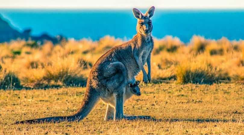 kangaroo island, Australia