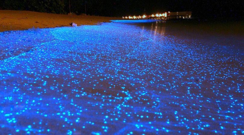 bioluminescent plankton maldives