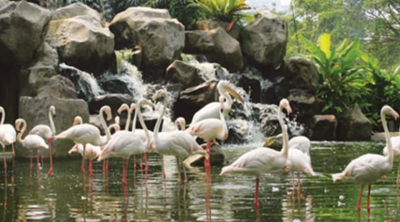 Kuala Lampur birds park