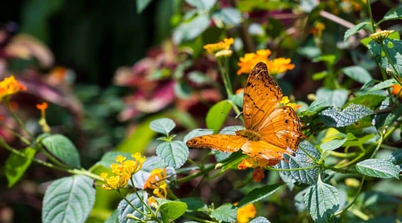 butterfly park