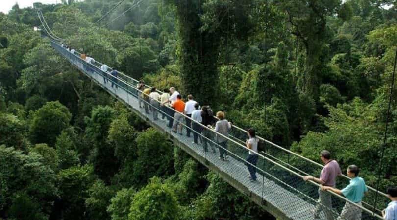 MacRitchie treetop walk