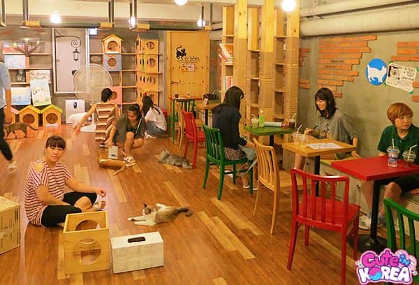 cat cafes seoul