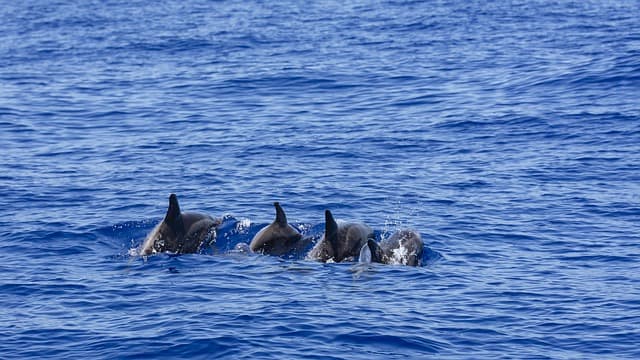 dolphin watching in andaman