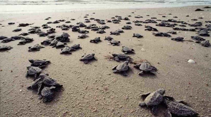 turtle nesting in diglipur