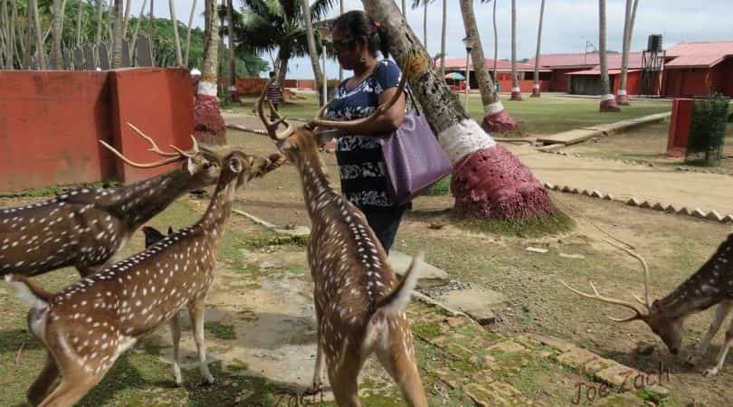 ross island sanctuary