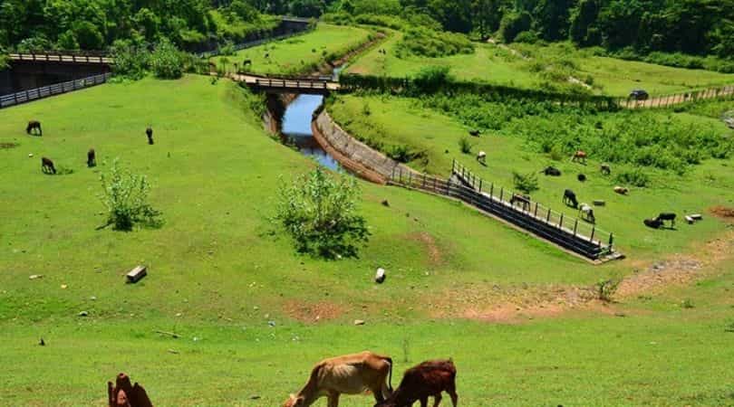 coorg - best places to visit in india in summer