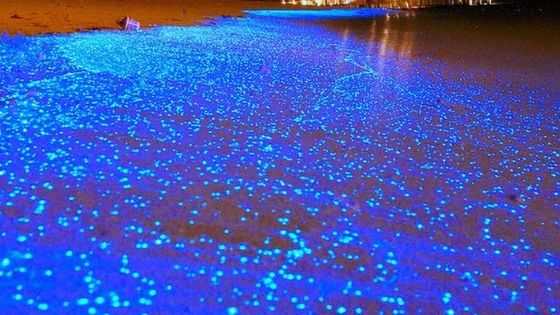 bioluminescent beach