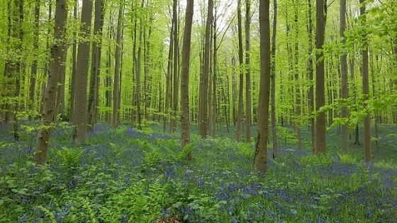 bluebells