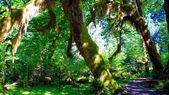 hoh rainforest