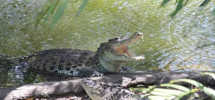 La Vanille Crocodile Park