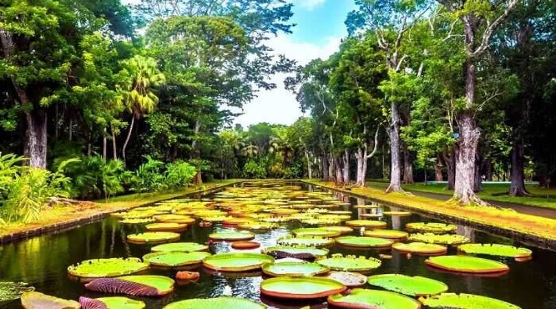 mauritius national botanical garden