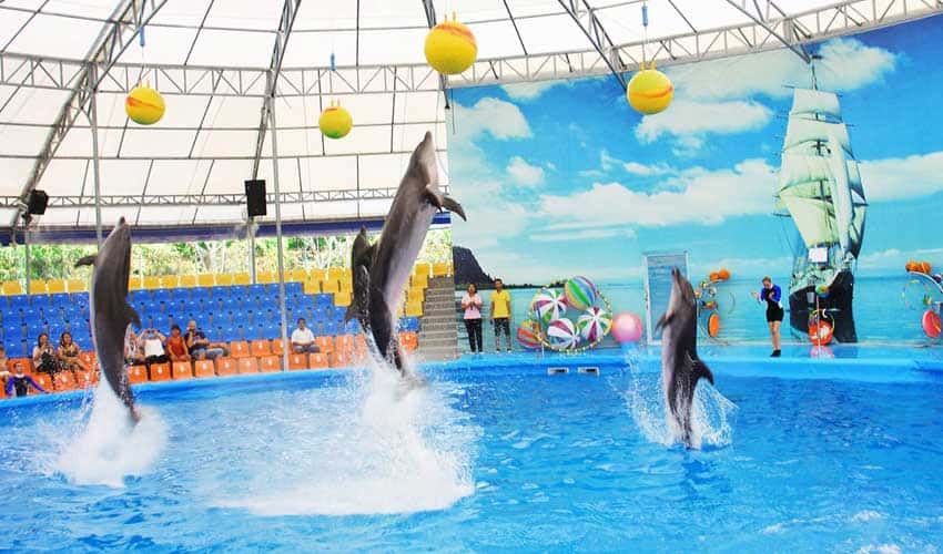 Phuket Dolphin Show Phuket