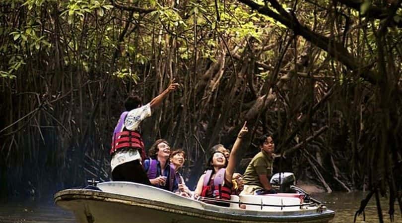 mangrove boat safari in malaysia