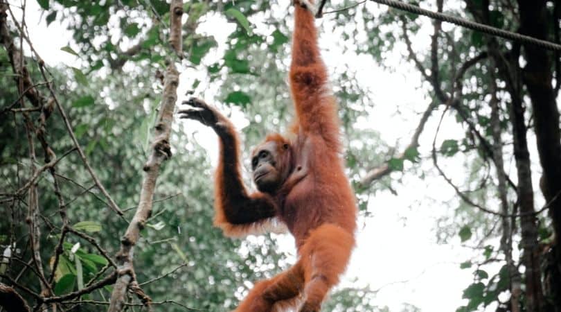 samenggoh nature reserve malaysia