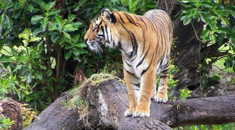 tiger kingdom phuket