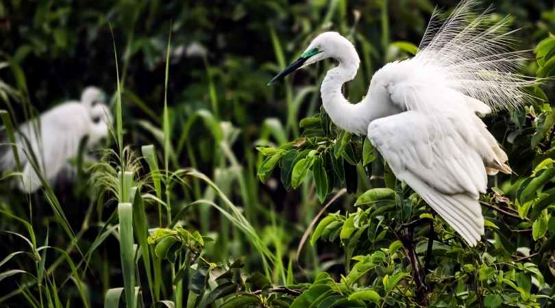 Kumarakom bird sanctuary