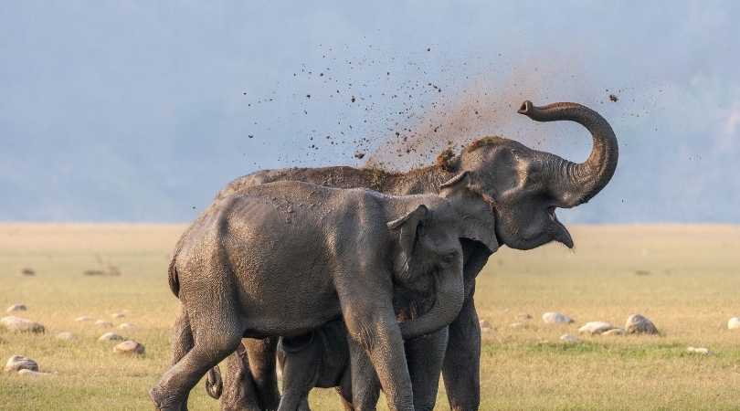 Jim Corbett National Park