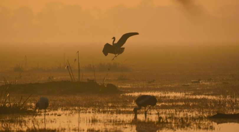 Keoladeo Ghana National Park, Bharatpur, Rajasthan