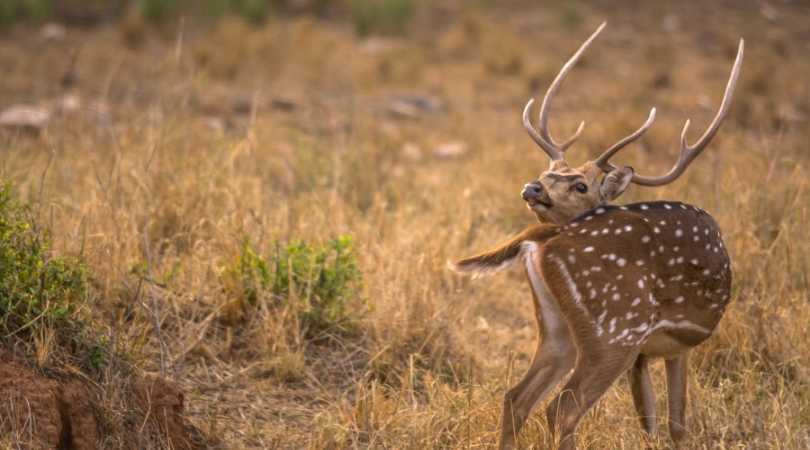 Sariska Tiger Reserve, Alwar