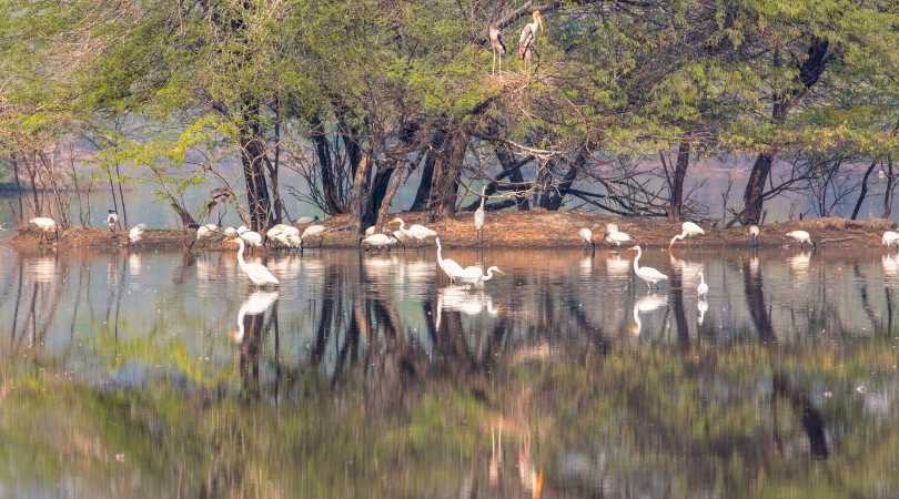 Sultanpur Bird Sanctuary, Gurgaon