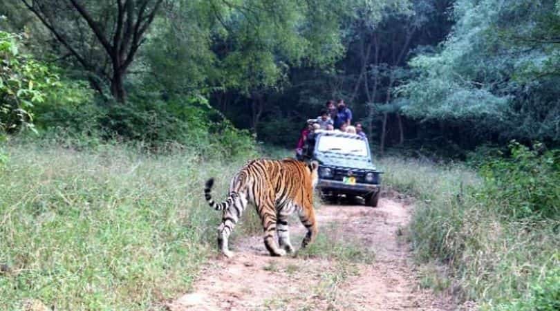 sariska tiger reserve, Alwar