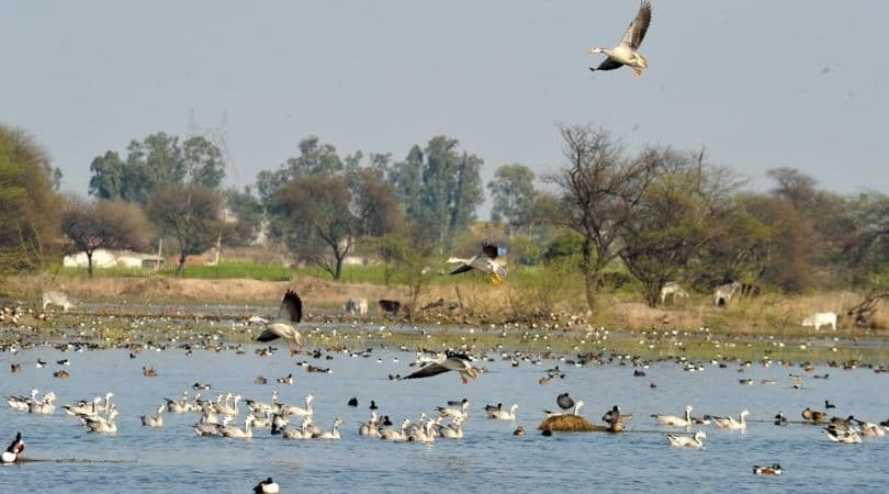 sultanpur bird sanctuary
