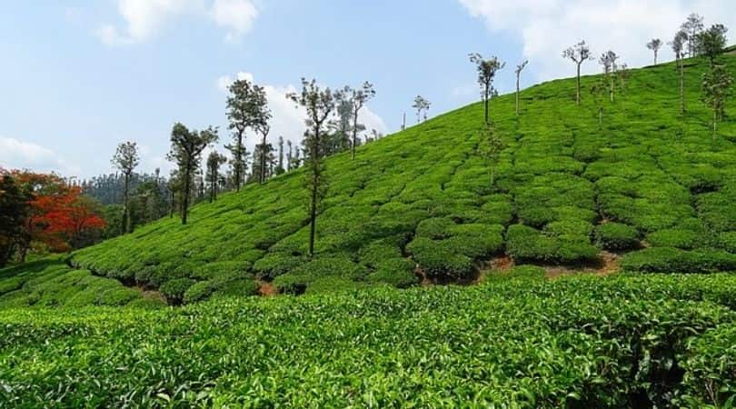 Chikmagalur in Summer