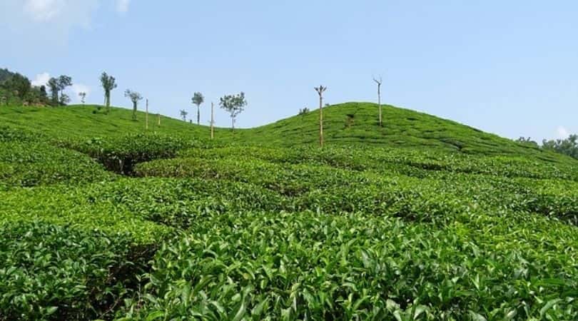 Coffee Estates, Chikmagalur