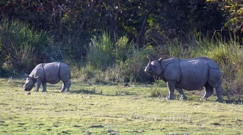 Kaziranga National Park