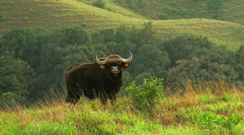 Kudremukh National Park