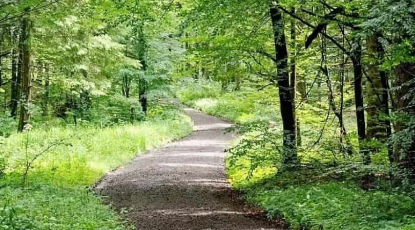 Nature walk at gilbert nature trail - things to do in kasauli