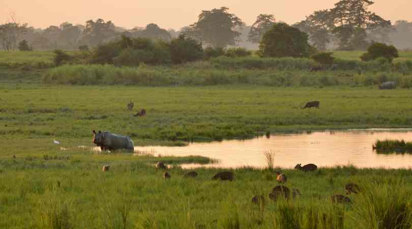 Kaziranga National Park in march