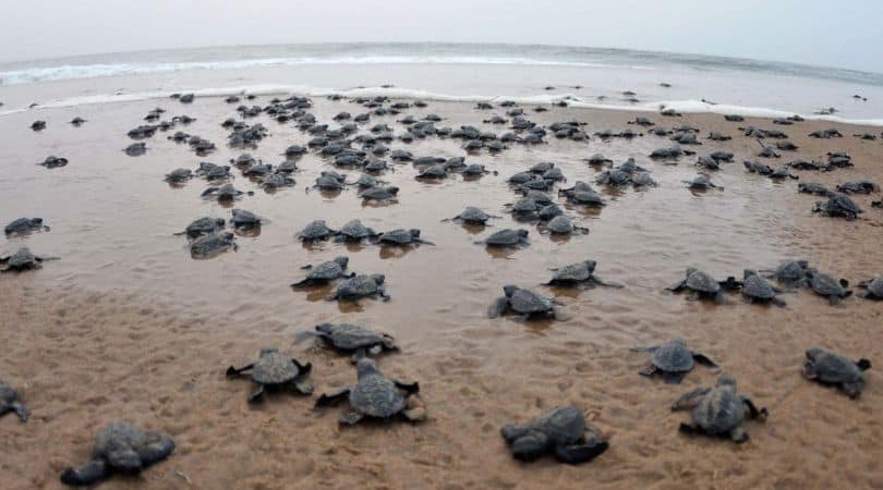 Turtle Nesting Andaman