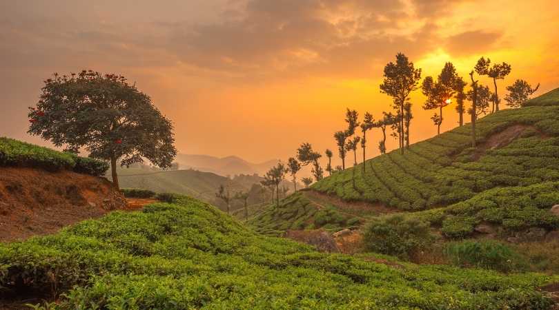 Munnar, Kerala