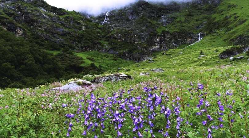 valley of flowers