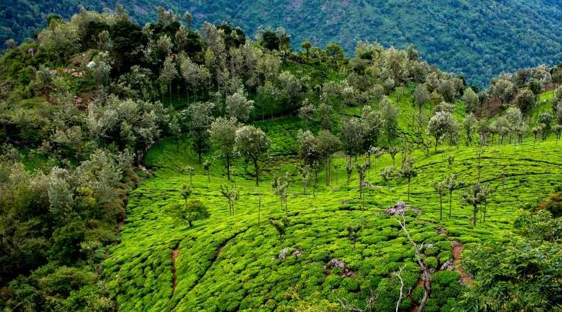 Ooty in august