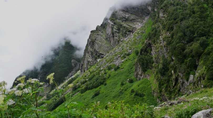 Valley of flowers in August