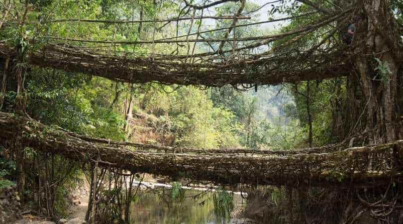 double decker living root bridge