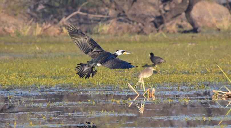 Bharatpur in November