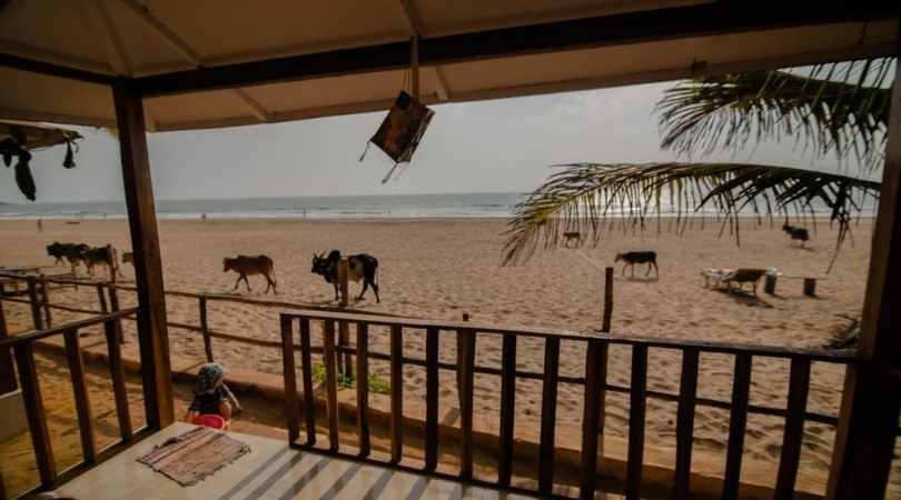 Jardim A Mar, Agonda