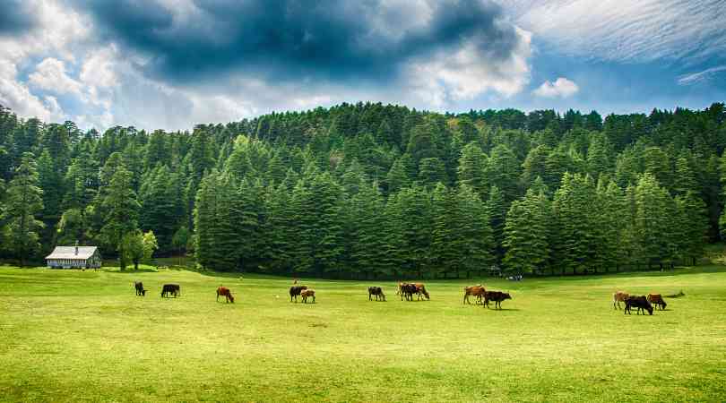 dalhousie in monsoon