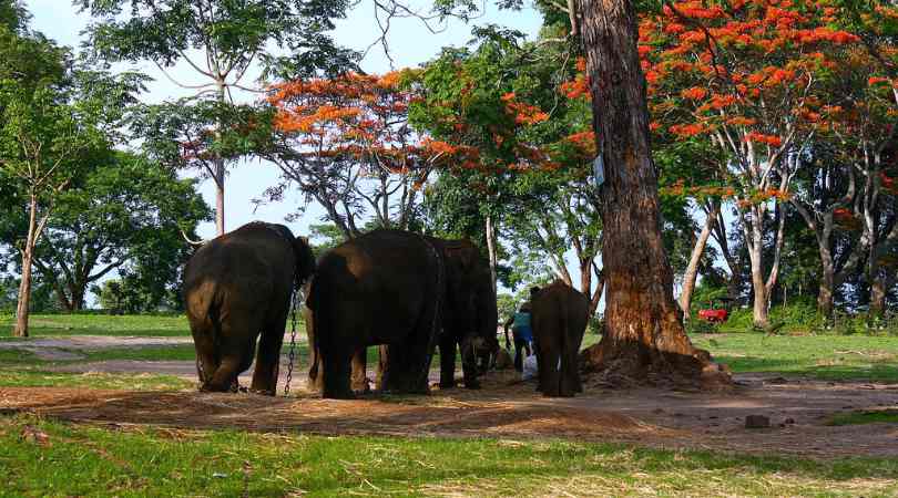 Dubare Elephant Camp