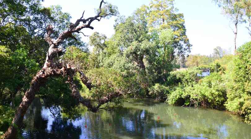 Nisargadhama Forest Park