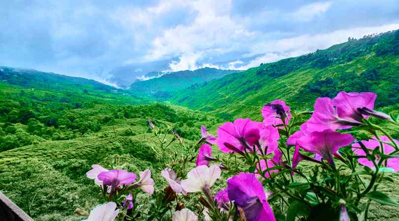 Kangra Tea Estate