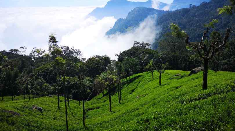 coonoor village