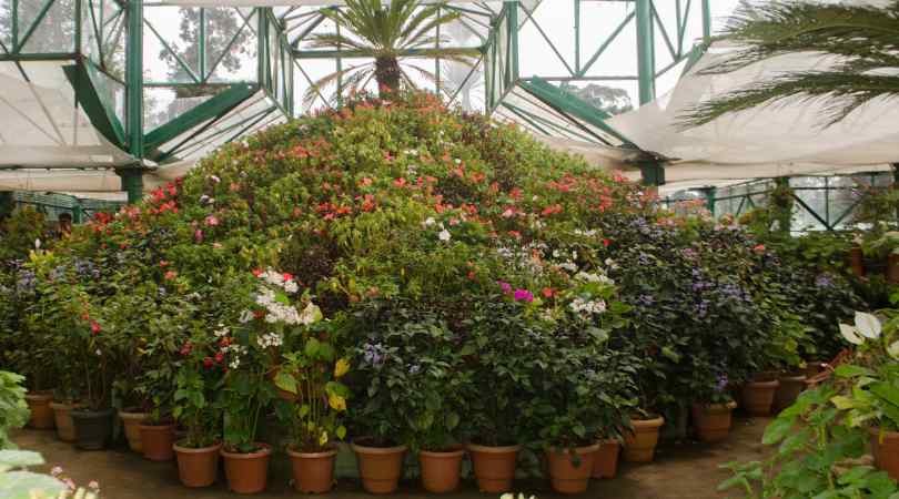 ooty botanical garden